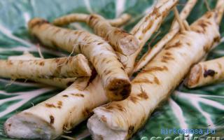 Horseradish - loaren esanahia