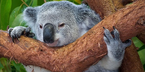 Koala - arti tidur