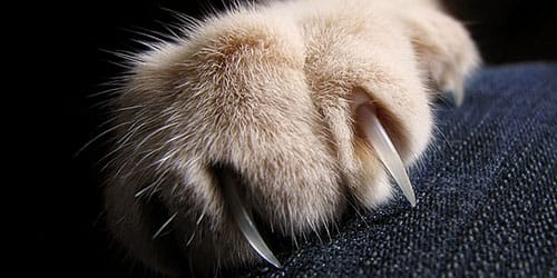 爪子——睡眠的意義