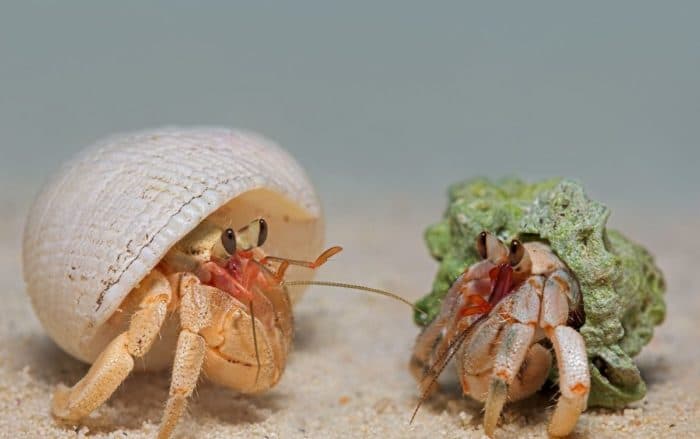 Hermit crab - o le uiga o le moe