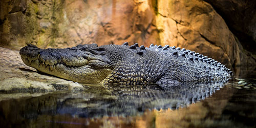 Crocodile - ang kahulugan ng pagtulog