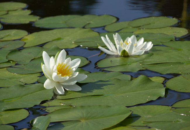 Water lily jasper -