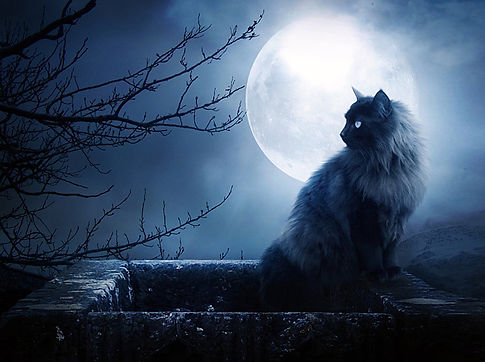Sihir dengan kucing dalam cahaya bulan.