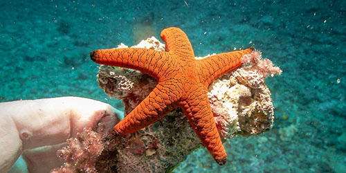 Starfish - ang kahulogan sa pagkatulog