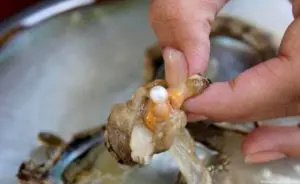 Морской жемчуг