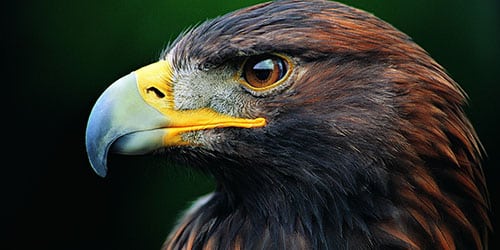 Eagle - brìgh cadal