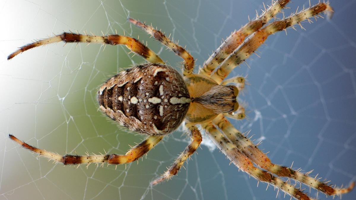 夢見蜘蛛是好兆頭嗎？ 看看它的含義吧！