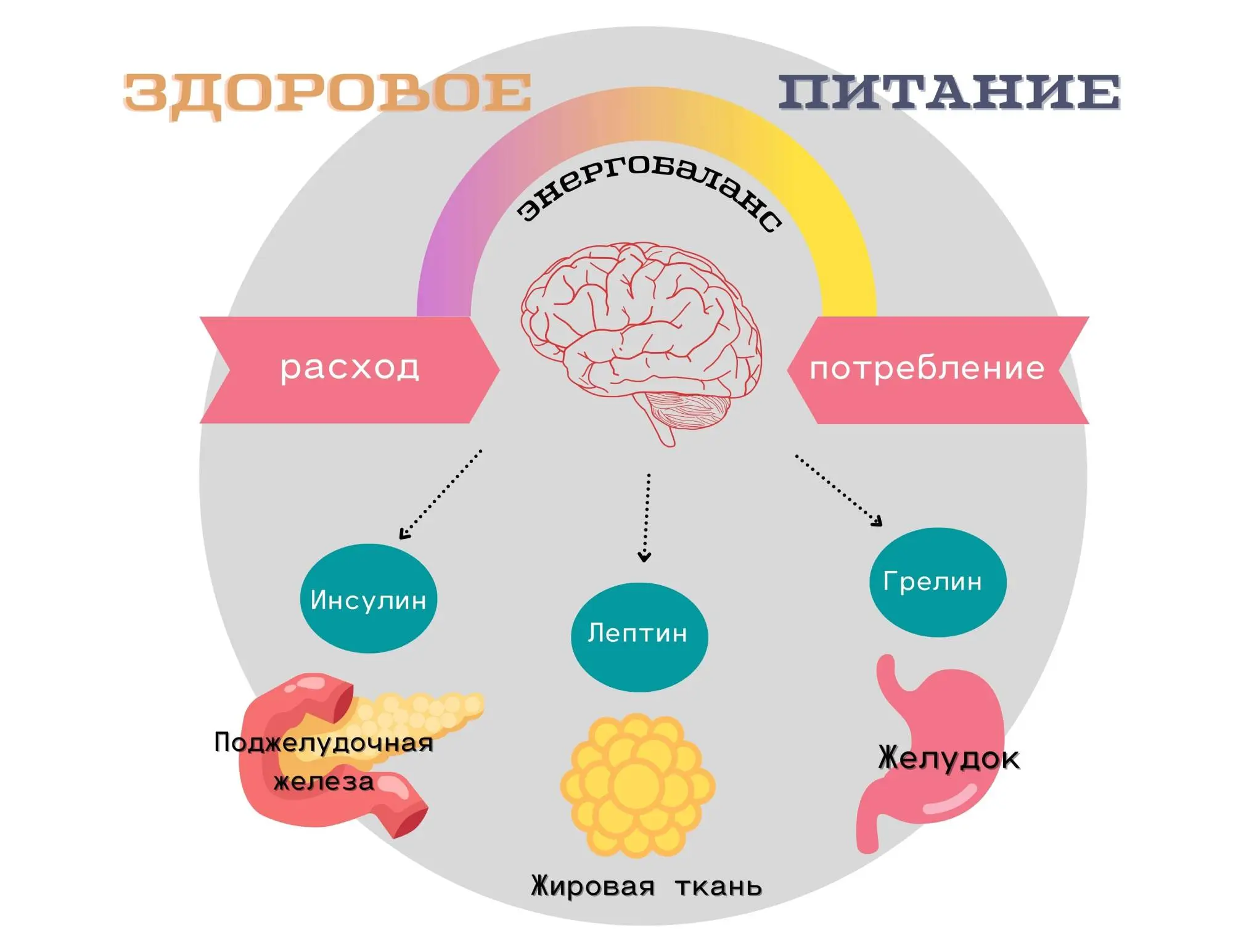 Печень &#8212; важность сна