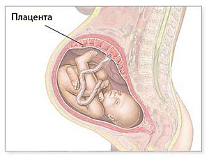 Placenta - važnost sna