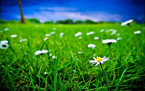 Vai jūs sapņojat par zaļu zāli? Noteikti uzziniet, ko nozīmē šis sapnis!