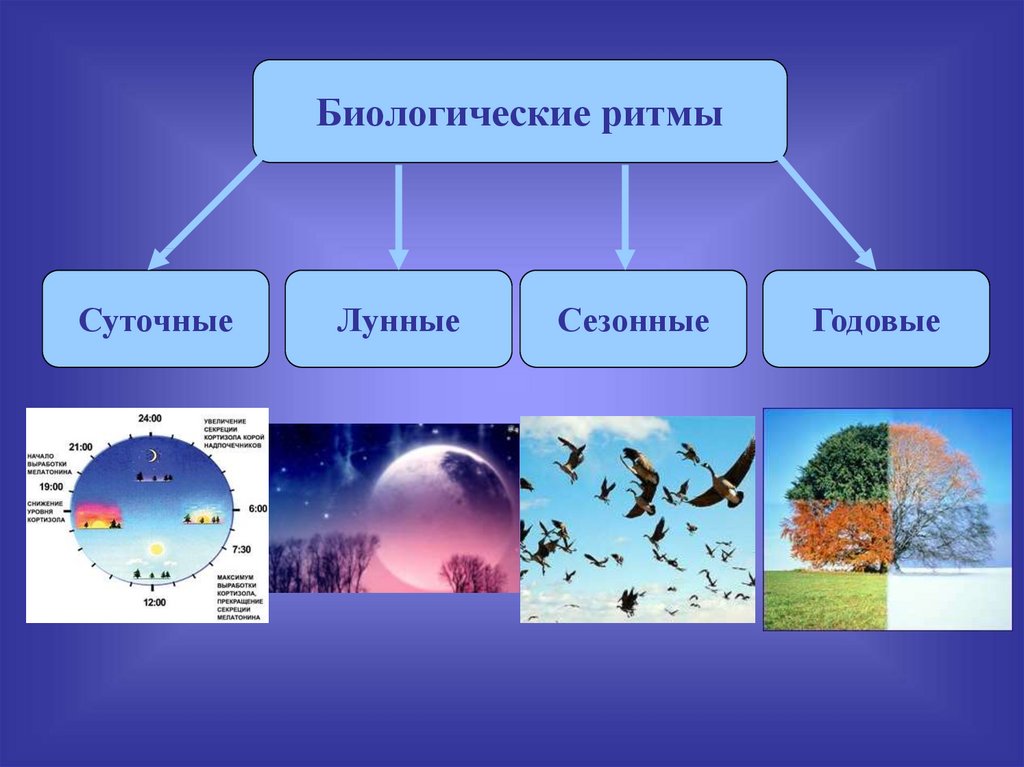 Биологические ритмы и сон презентация