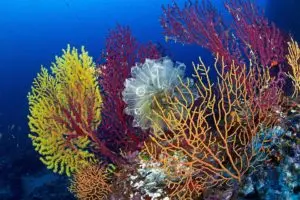 Серьги с кораллом — красота из морских пучин