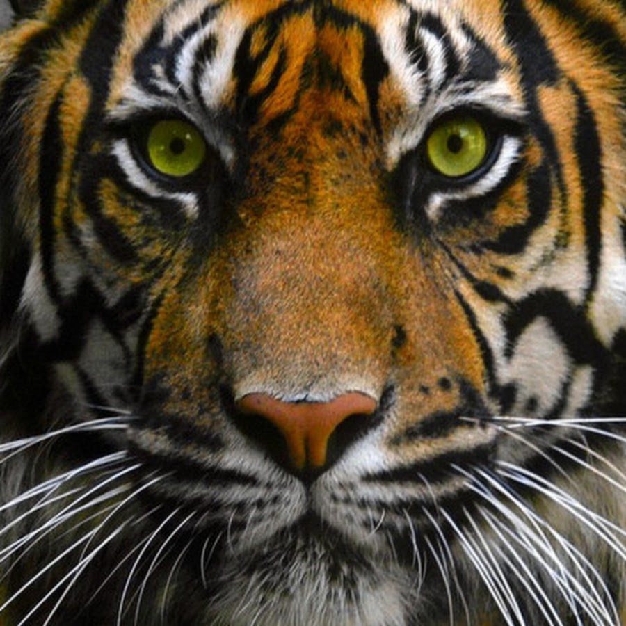 Tiger's Eye - Big Talk - - Video