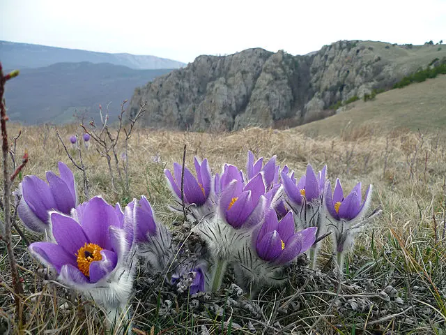 Травы &#8212; значение сна