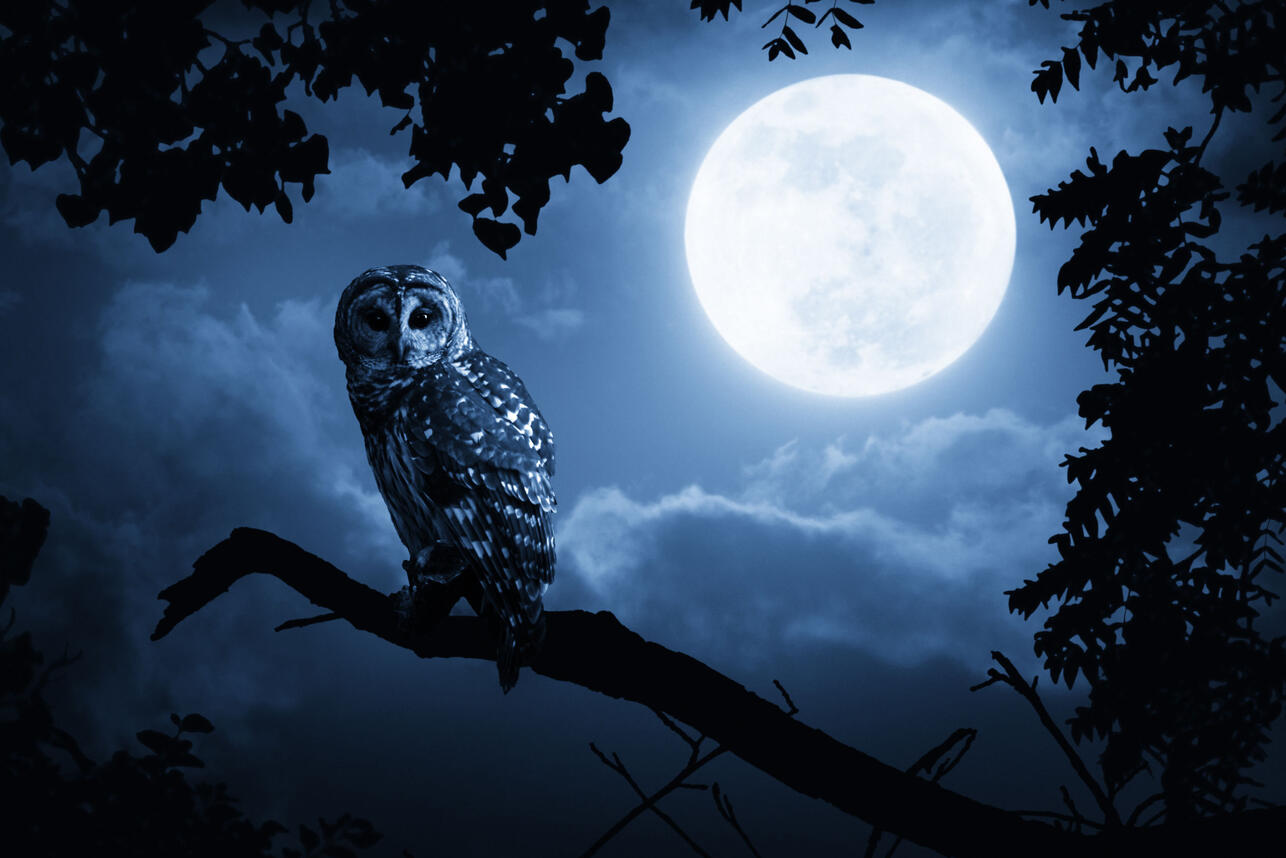 Did you dream about owls? Check out what such a dream means!