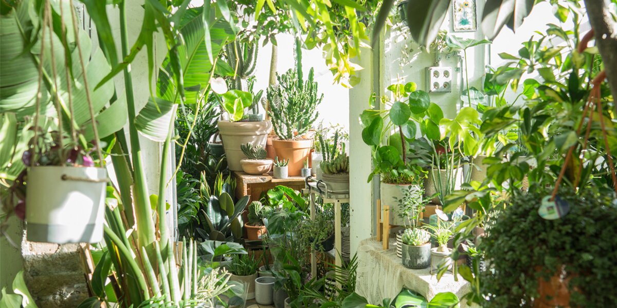 Podle fází měsíce si dokonce můžete vypěstovat džungli ve svém bytě!