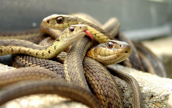 Una serp en un somni pot advertir del perill! De quina altra manera es pot interpretar els somnis amb serps?