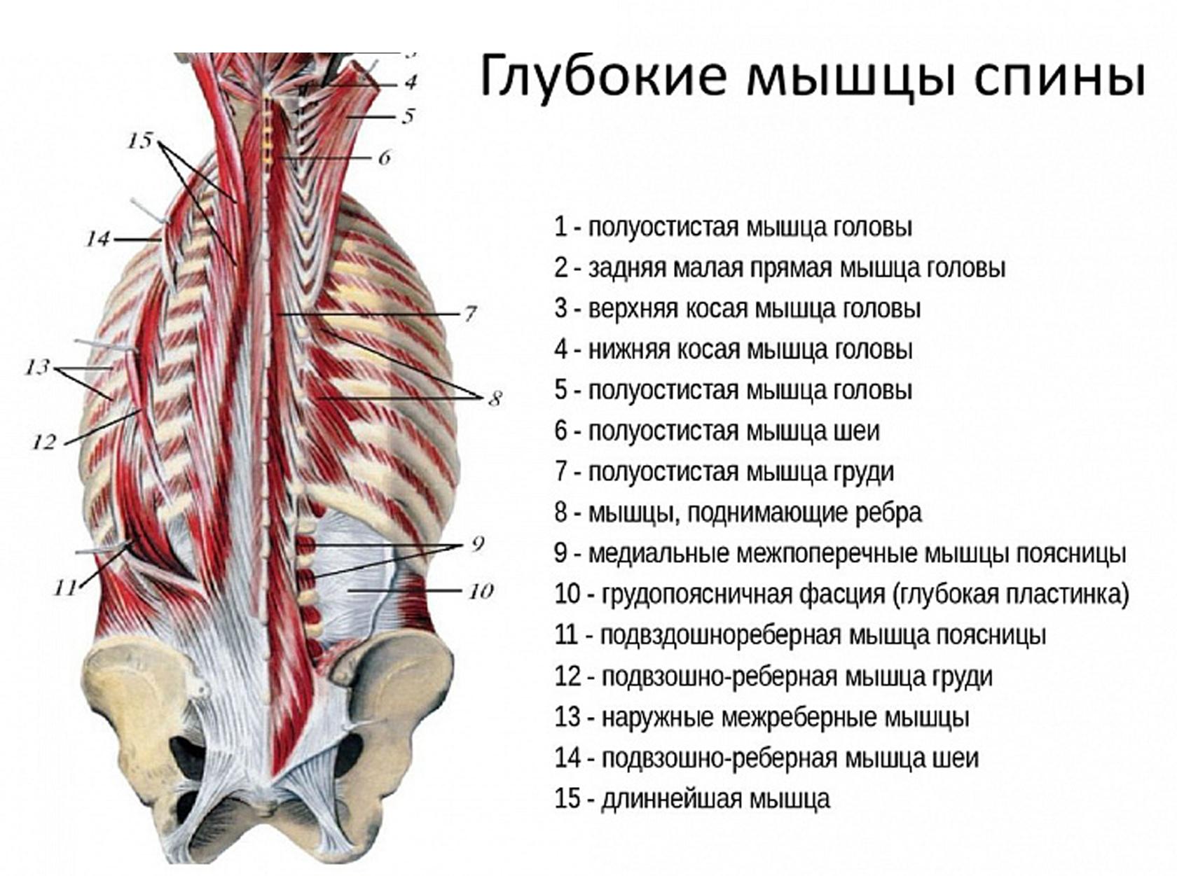 Anatomi dada, tulang belakang, otot belakang, ikat pinggang bahu
