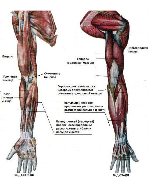 Анатомия руки и ноги человека (кости и мышцы)
