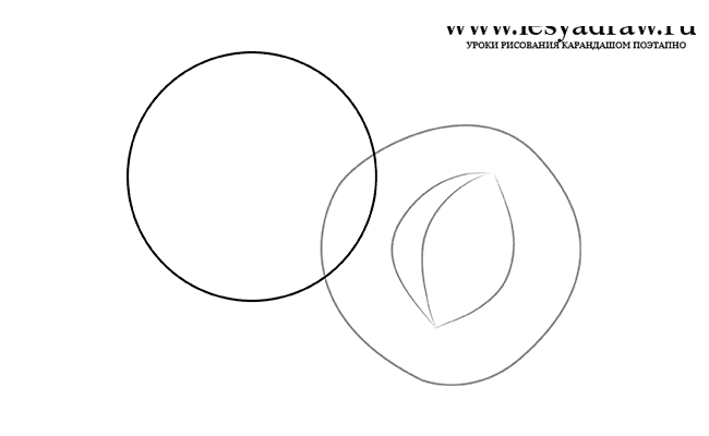 Как нарисовать абрикос карандашом поэтапно