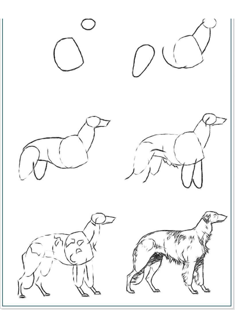 Як намалювати хортів собаку