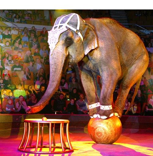 Как нарисовать циркового слона