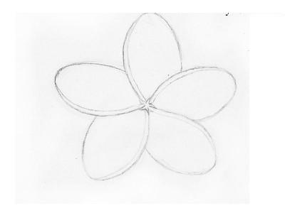 Как нарисовать цветок карандашом для начинающих плюмерию