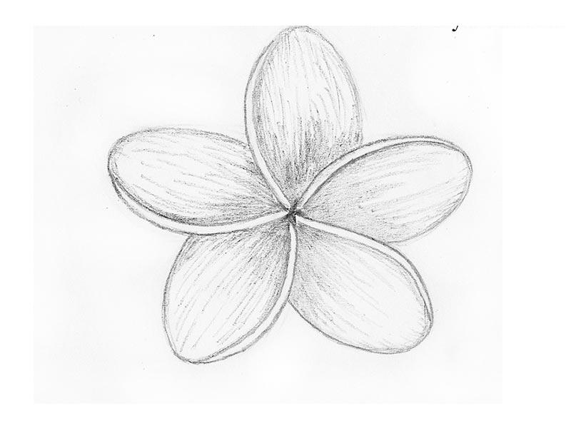Cara menggambar bunga plumeria dengan pensil untuk pemula