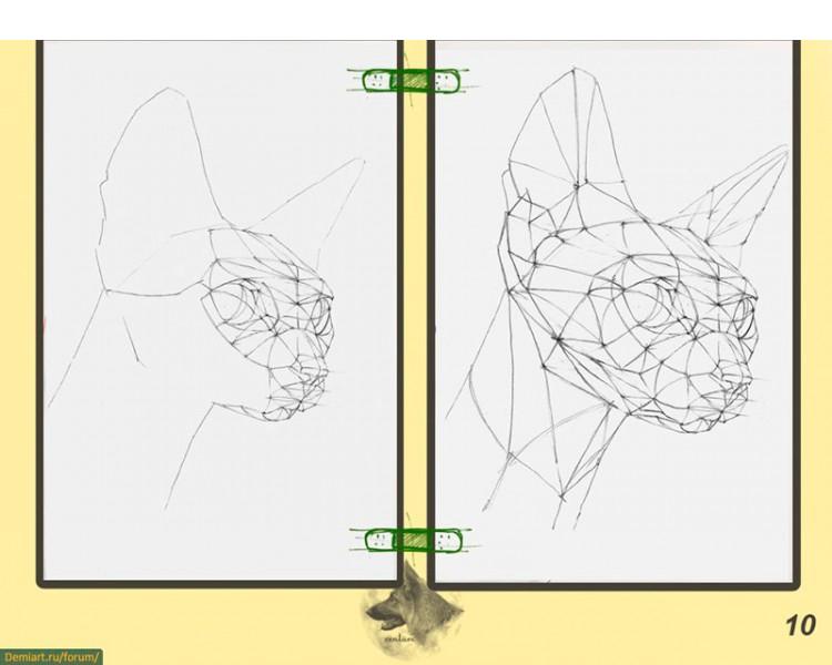 Как нарисовать голову кошки. Построение головы