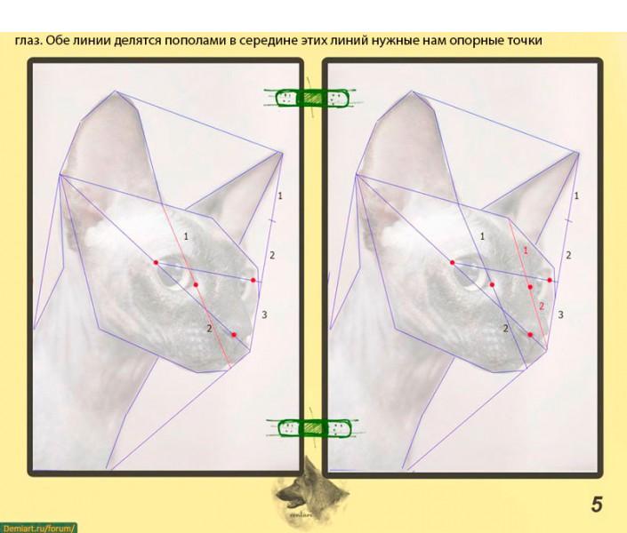 Как нарисовать голову кошки. Построение головы