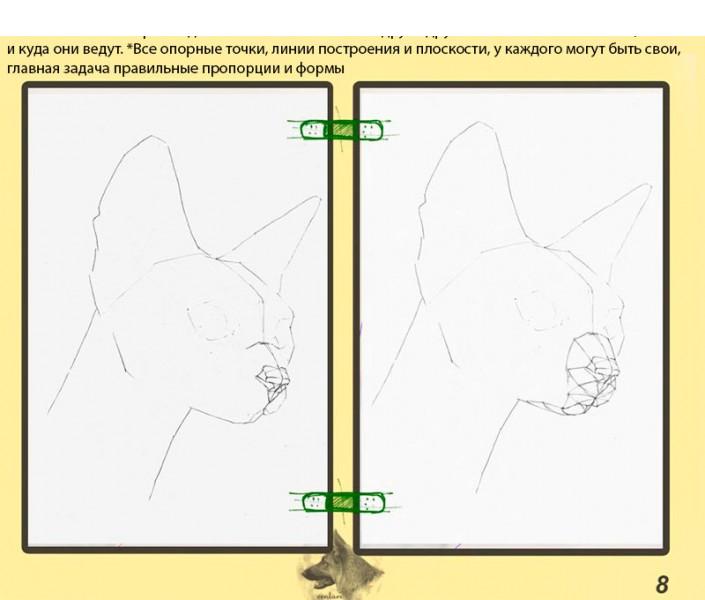 Как нарисовать голову кошки. Построение головы