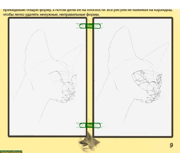 Как нарисовать голову кошки. Построение головы
