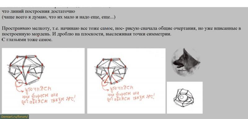 Как нарисовать голову собаки. Построение головы