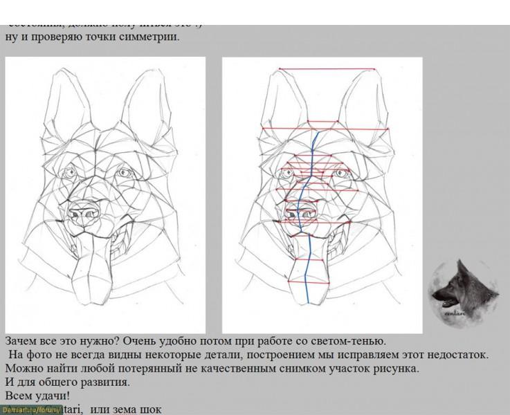 Как рисовать голову собаки