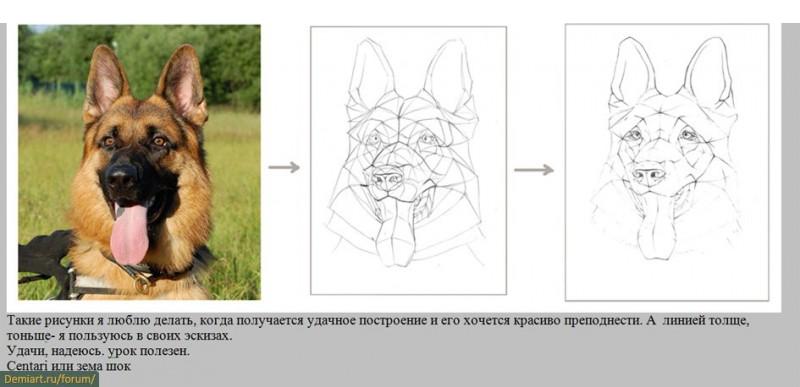 Как нарисовать голову собаки. Построение головы