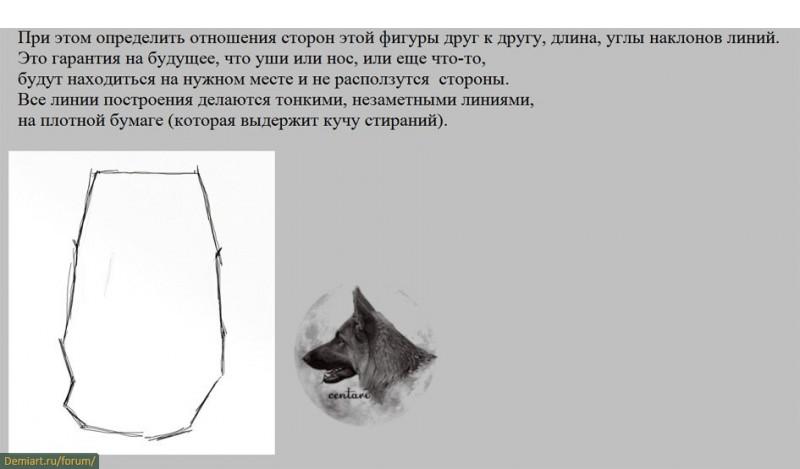 Как нарисовать голову собаки. Построение головы