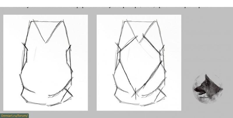 Как нарисовать голову собаки. Построение головы