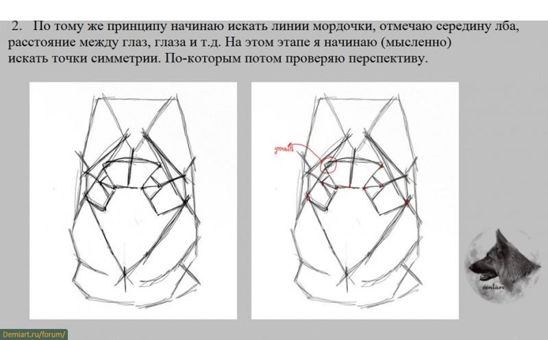 Как нарисовать голову собаки. Построение головы