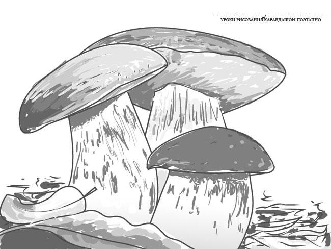 Как нарисовать грибы карандашом поэтапно