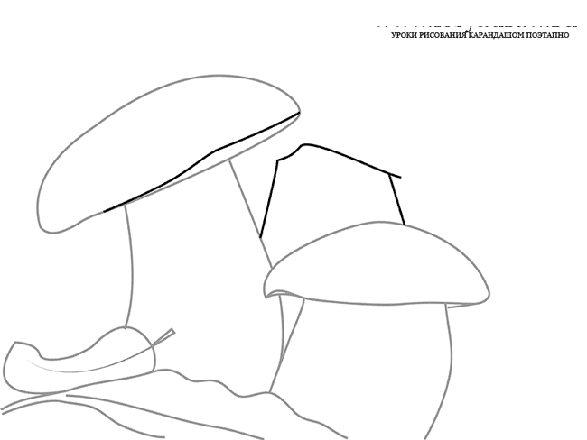 Как нарисовать грибы карандашом поэтапно
