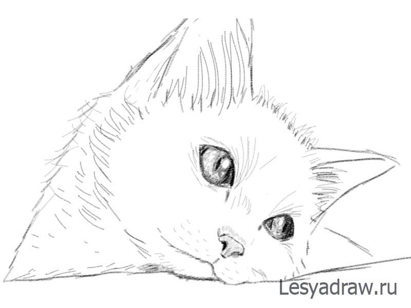 Как нарисовать грустного котенка
