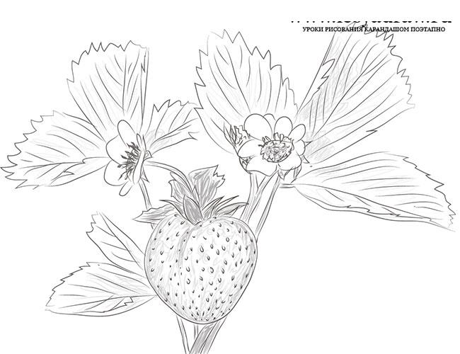 Как рисовать землянику