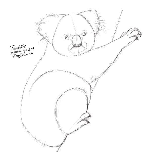 Com dibuixar un coala amb un llapis pas a pas