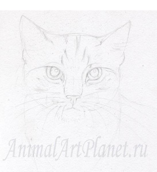 Как нарисовать кота акварельными карандашами и акварелью