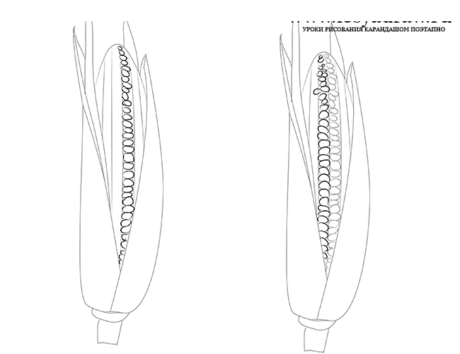 Как нарисовать кукурузу карандашом поэтапно