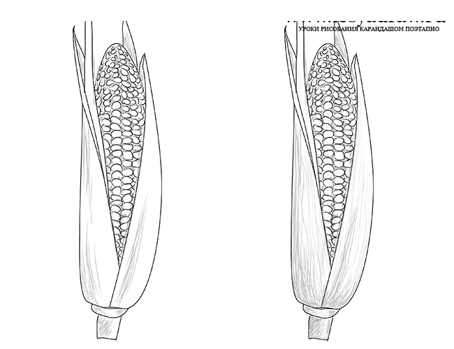 Как нарисовать кукурузу карандашом