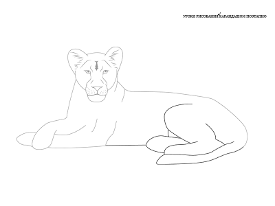 Как нарисовать львицу карандашом поэтапно