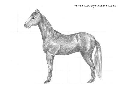 Как нарисовать лошадь карандашом по квадратам