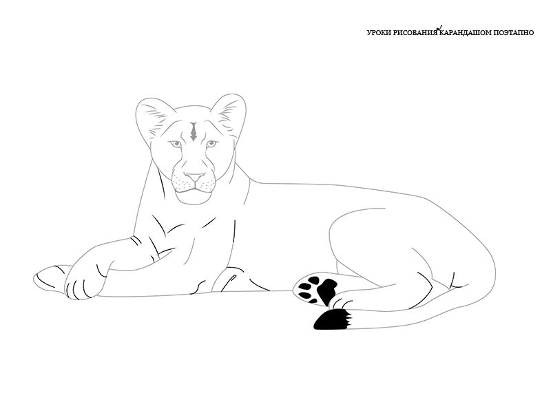 Cara menggambar singa betina dengan pensil langkah demi langkah