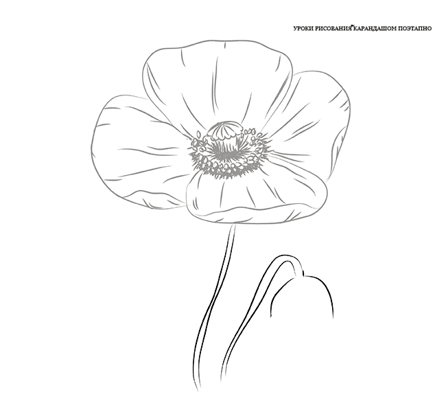 Рисуем маки карандашом поэтапно для начинающих
